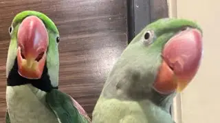 Parrot Videos Meet My Parrots 🦜