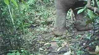 Wild Asian Elephant - Elephant Hills and Rainforest Camp - Camera trap