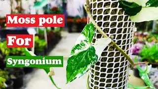 растение сингониум | Как использовать моховой столб для сингониума?