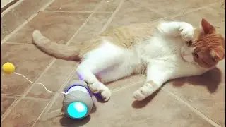 ENZO THE CAT UNBOXING HIS NEW RALTHY ROBOTIC CAT TOY #2KidsInApod #UnboxingCat #VanLifeCat