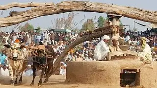 Bull powered flour atta chakki | Traditional khrass atta chakki | Traditional and old punjab
