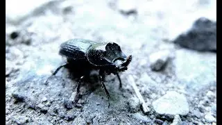 Sinodendron cylindricum - Horned Stag Beetle / Kopfhornschr&ouml;ter