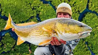 Exploring TINY Florida CREEKS for GIANT FISH! 