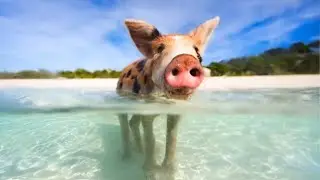 10 Most Intelligent Animals in the World