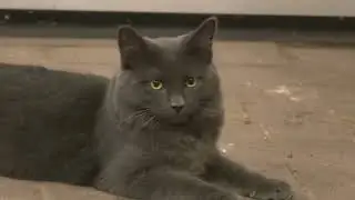 Warning! The Unbelievable Story of Kitten Greg From Abandoned to Apartment Boss💖