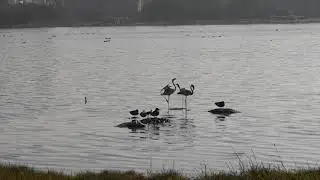 Lesser flamingos at Porbhandar Bird Sanctuary