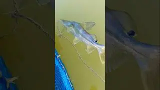 😱The Fish That Never Came Into Anyone&rsquo;s Hands&hellip; Caught Today! #robofish​ #fishstory​ #shorts​ #fish