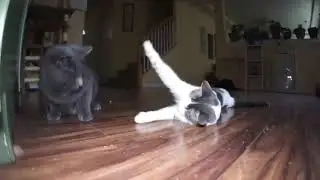 RandomCartoons | drugged cats | By: Talking Kitty Cat