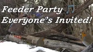 Feeder Party 🎵 Everyone&rsquo;s Invited!