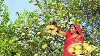 बिना धुप बिना तेल का बनाए चकोतरा का चटपटा अचार तो सालों साल तक ख़राब नहीं होगा Chakotra ka achar