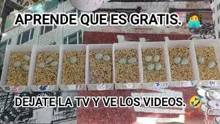 👉VAMOS QUE SE ACUMULAN LOS VIDEOS.👈