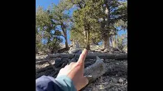 Hiking Harris Mountain in the Spring Mountain Recreation Area