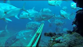 WALL OF GIANT TREVALLY / MUR DE CARANGUES
