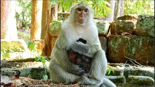Briget monkey very love her baby so much and give warm huge to her baby monkey , ASMR Grooming