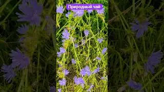 природный чай  в лесу #цикорий#чай#tea#forest#вкусныйчай#shortvideo#shorts#nature#