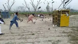 Kabootar Kara | Kabootar Match In punjab Pakistan || Bazi Wala Kabotar Pakara Gia Video 2020