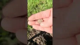 Manticore Metal Detecting, 3 Silver Day! #shorts #metaldetecting #savinghistory #manticore #silver