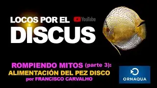 ROMPIENDO MITOS SOBRE EL PEZ DISCO parte 3: ALIMENTACIÓN DEL PEZ DISCO