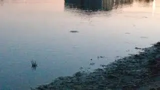 Frogs... sunset feeding makes water surface circles