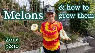 The Keys To Growing The Best Melons