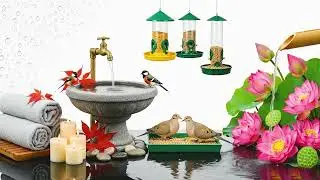 🕊️ Peaceful Birds Drinking Water | Relaxing Nature Sounds for Anxiety Relief & Focus