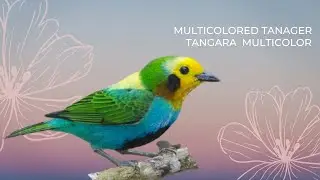🦜🦚 SONIDO DE LAS TANGARAS &ndash; Hermoso!! 🦜🦚