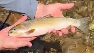 Fly Fishing Montana's BITTERROOT RIVER Valley