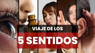 Descubre el Mundo a Trav&eacute;s de los Cinco Sentidos: Experiencias Culturales &Uacute;nicas 🌍