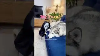 When Puppies Prank Big Dogs