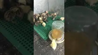 Очередные цыплята
