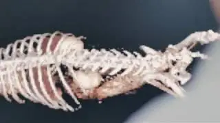 Veterinary Specialist Services | Overview Film