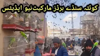 Sunday Birds Market Quetta | Lovebirds, Parrots & Birds Prices |Balochistan Birds Market quetta