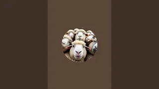 Stu Looking for the Sheep is live