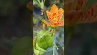plants from outer SPACE #aliens #plants #alienplanet