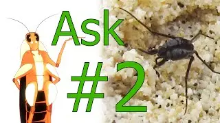 Ask Gregorsa #2: Ocean Bugs - A Giant Roach Answers Bug Questions