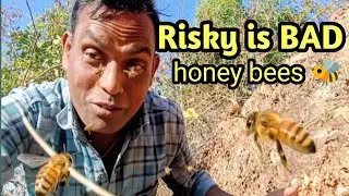 Risky honey bees catching//wild bees//face attack @RajuKanuvlog 