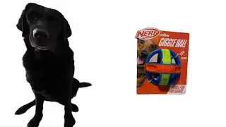 Nerf Dog Giggle Ball review!