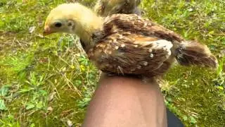 2 week old production red chicks