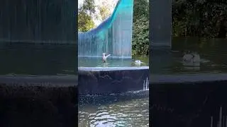 DUCKS BATHING AT THE CASCADE WATERFALL WAVE FOUNTAIN ADELAIDE BOTANIC GARDENS
