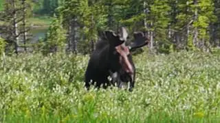 Hiking & Camping in the Indian Peaks Wilderness (Colorado)