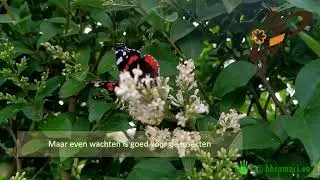 Liguster Ligustrum bloei en snoei