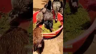 കോഴികൾ താനേ മുട്ടയിടും ഇത് കൊടുത്താൽ