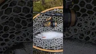 Fresh Trout Ultralight Reel #abugarcia #fishing #Oregon #trout