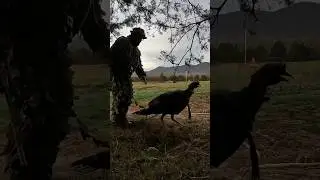 Zombie Gobbler rises from the dead!!! #gobbler #longbeard #turkey #funny #hunting #turkeyhunting