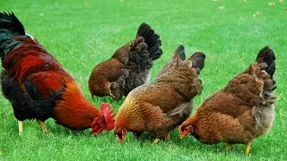 Welsumer - Uma galinha holandesa muito bonita e rara