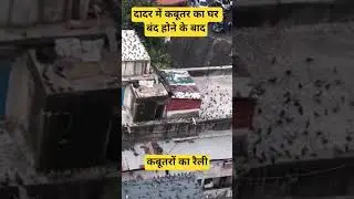 Dadar me kabutar ka rally