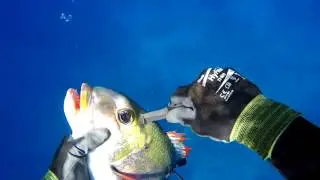 Spearfishing and freediving in Hawaii.