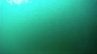 Mackerel Swarm