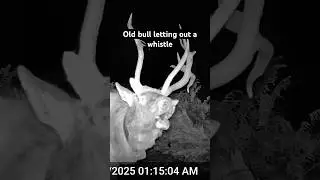 | Big Old Bull Bugling | #elk #bugle #publicland