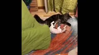 Love cats bump heads. Любовные коты бьются головы